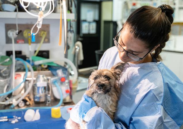 possum joey on ground